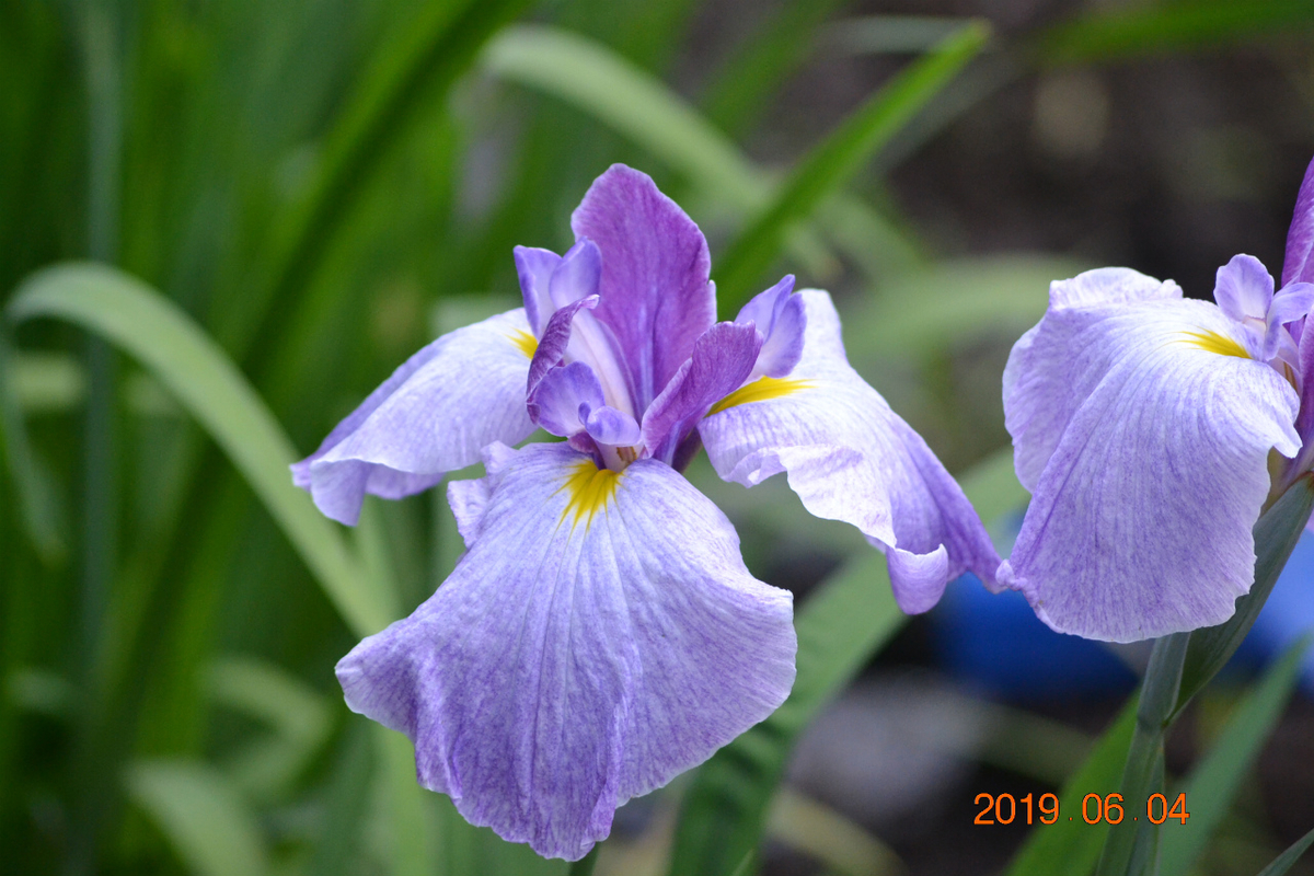 f:id:masatdm1951:20190604163846j:plain f:id:masatdm1951:20190604163846j:plain