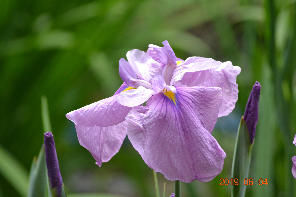 f:id:masatdm1951:20190604163855j:plain f:id:masatdm1951:20190604163855j:plain