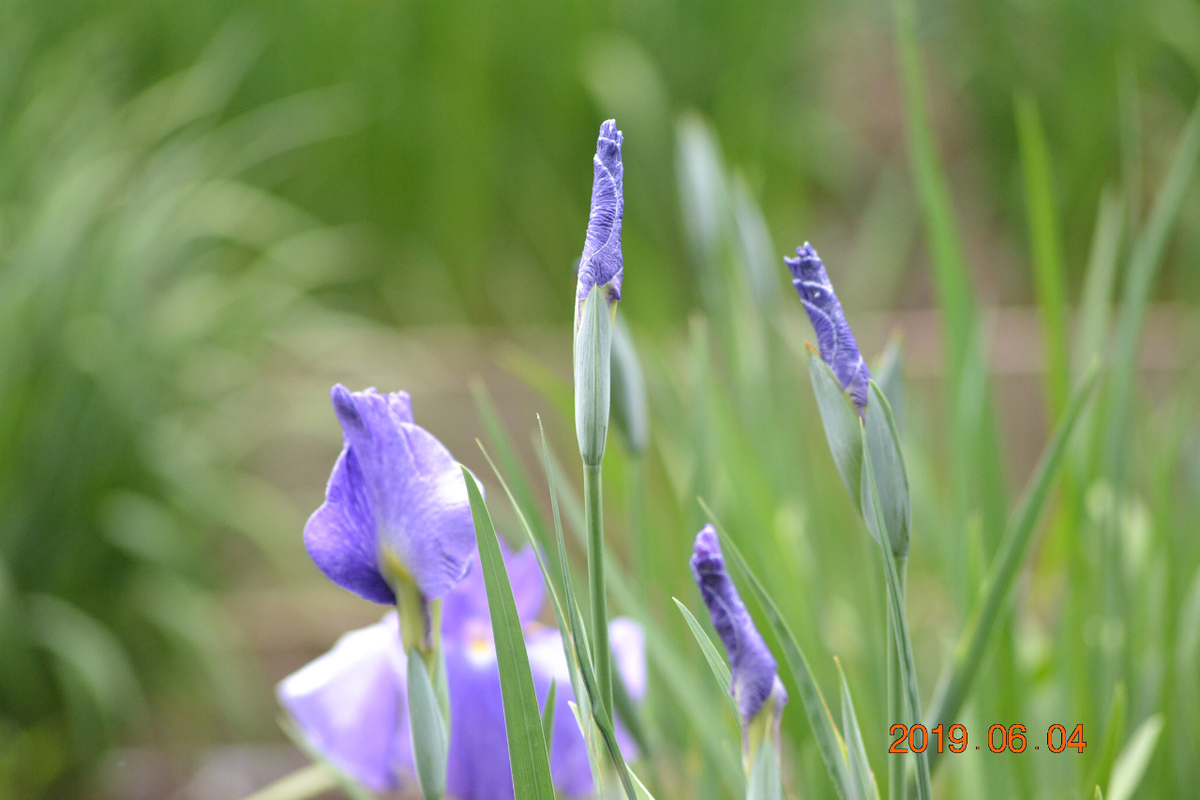 f:id:masatdm1951:20190604163911j:plain f:id:masatdm1951:20190604163911j:plain