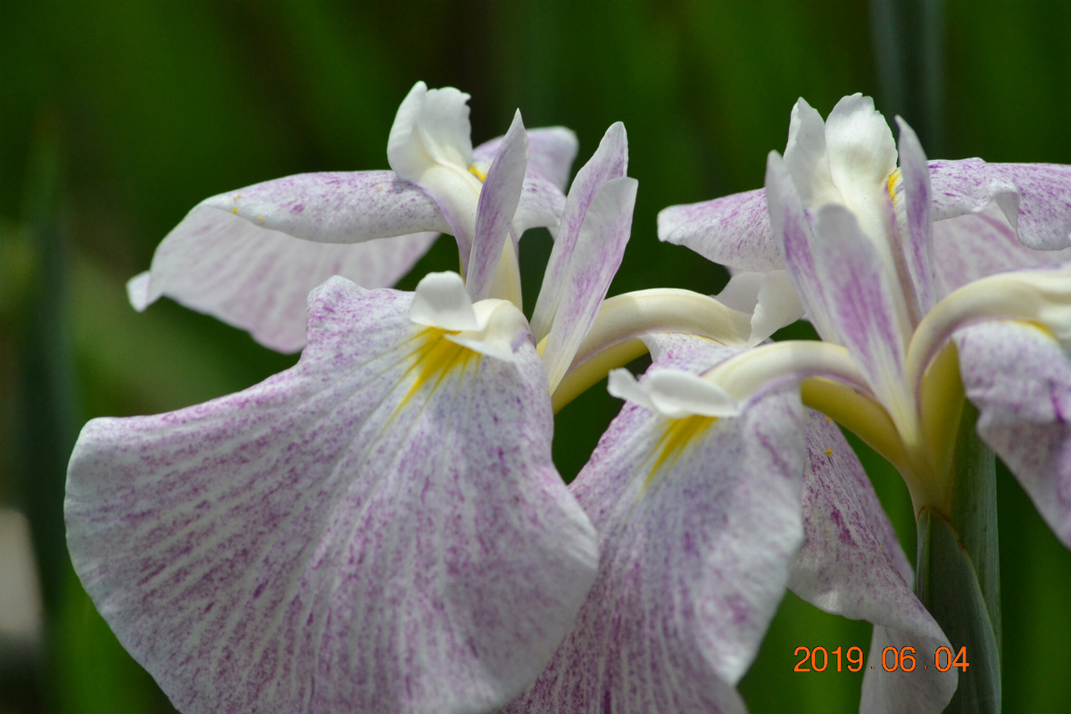 f:id:masatdm1951:20190604163920j:plain f:id:masatdm1951:20190604163920j:plain