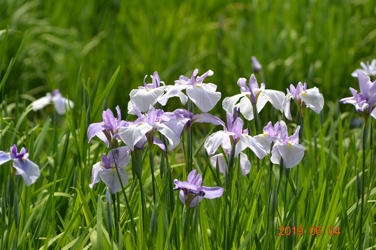 f:id:masatdm1951:20190604163933j:plain f:id:masatdm1951:20190604163933j:plain