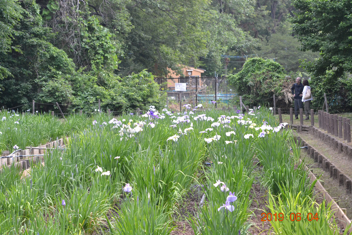 f:id:masatdm1951:20190604163949j:plain f:id:masatdm1951:20190604163949j:plain