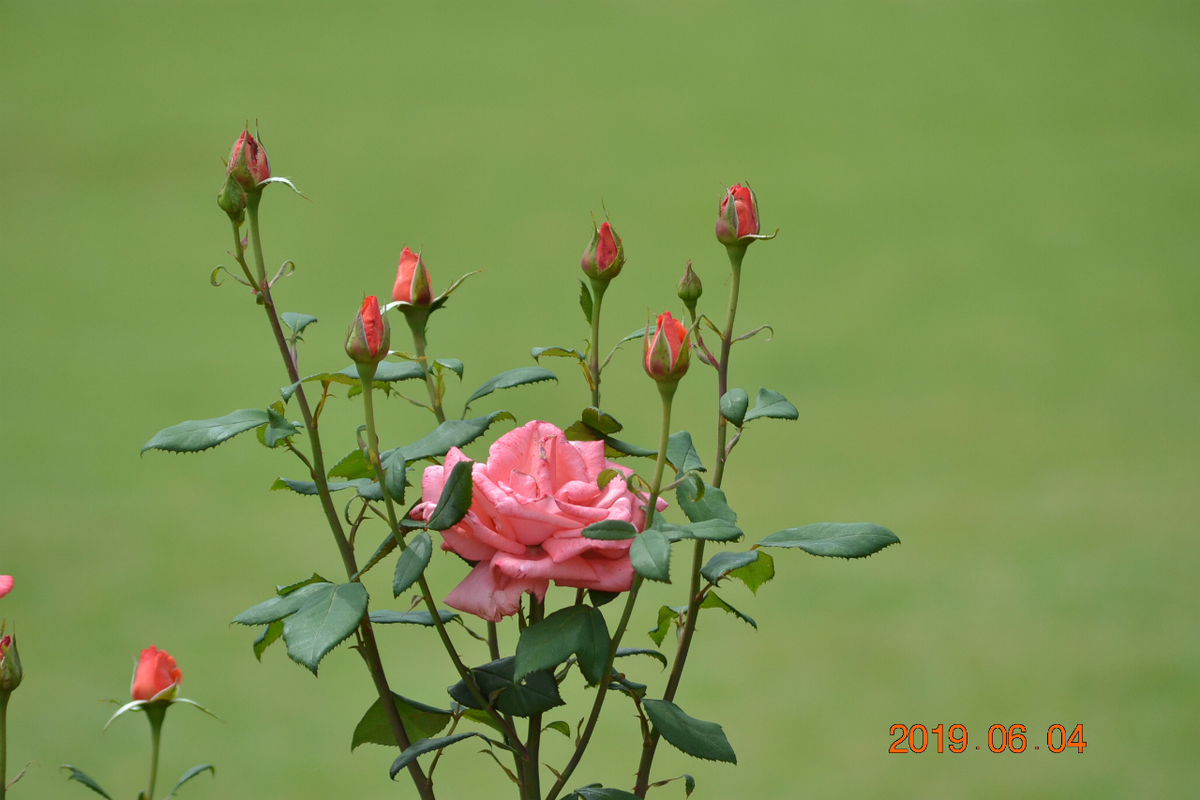 f:id:masatdm1951:20190604164027j:plain f:id:masatdm1951:20190604164027j:plain