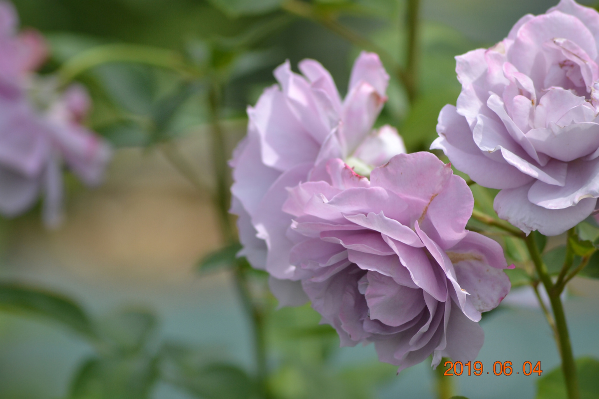 f:id:masatdm1951:20190604164034j:plain f:id:masatdm1951:20190604164034j:plain