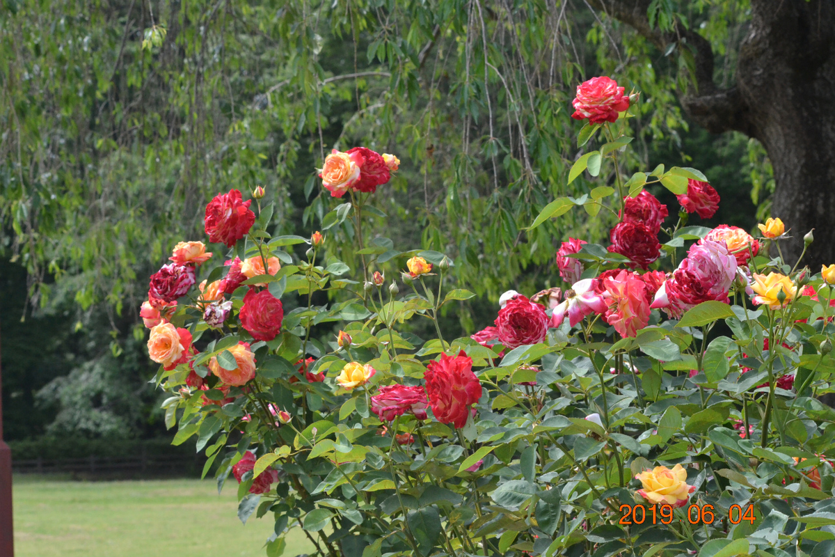 f:id:masatdm1951:20190604164041j:plain f:id:masatdm1951:20190604164041j:plain