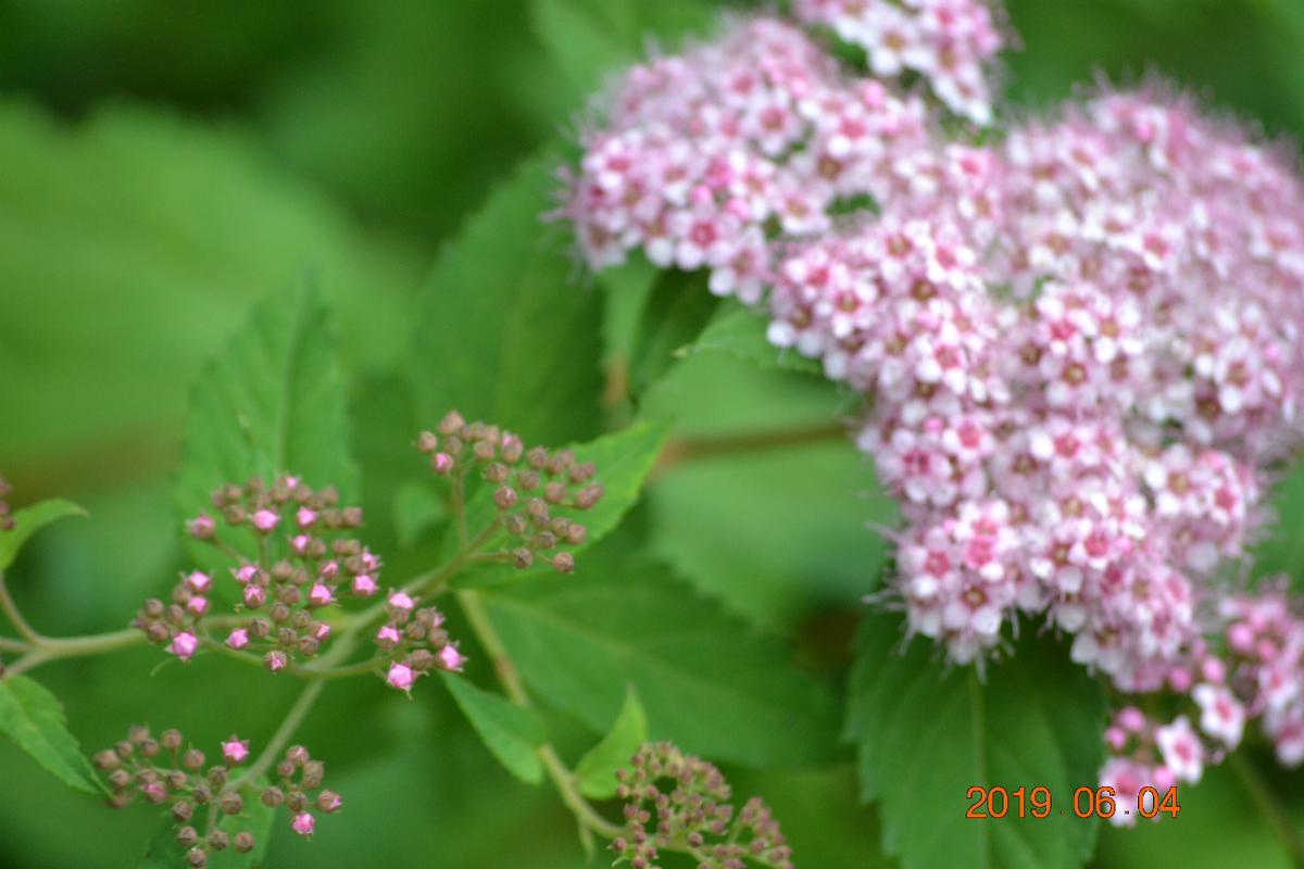 f:id:masatdm1951:20190604164046j:plain f:id:masatdm1951:20190604164046j:plain