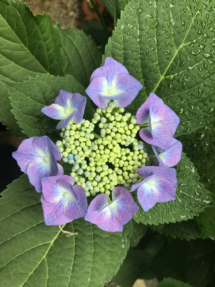 f:id:masatdm1951:20190611071326j:plain