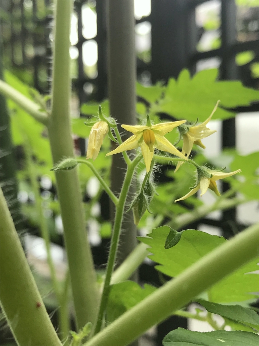 f:id:masatdm1951:20190611071422j:plain