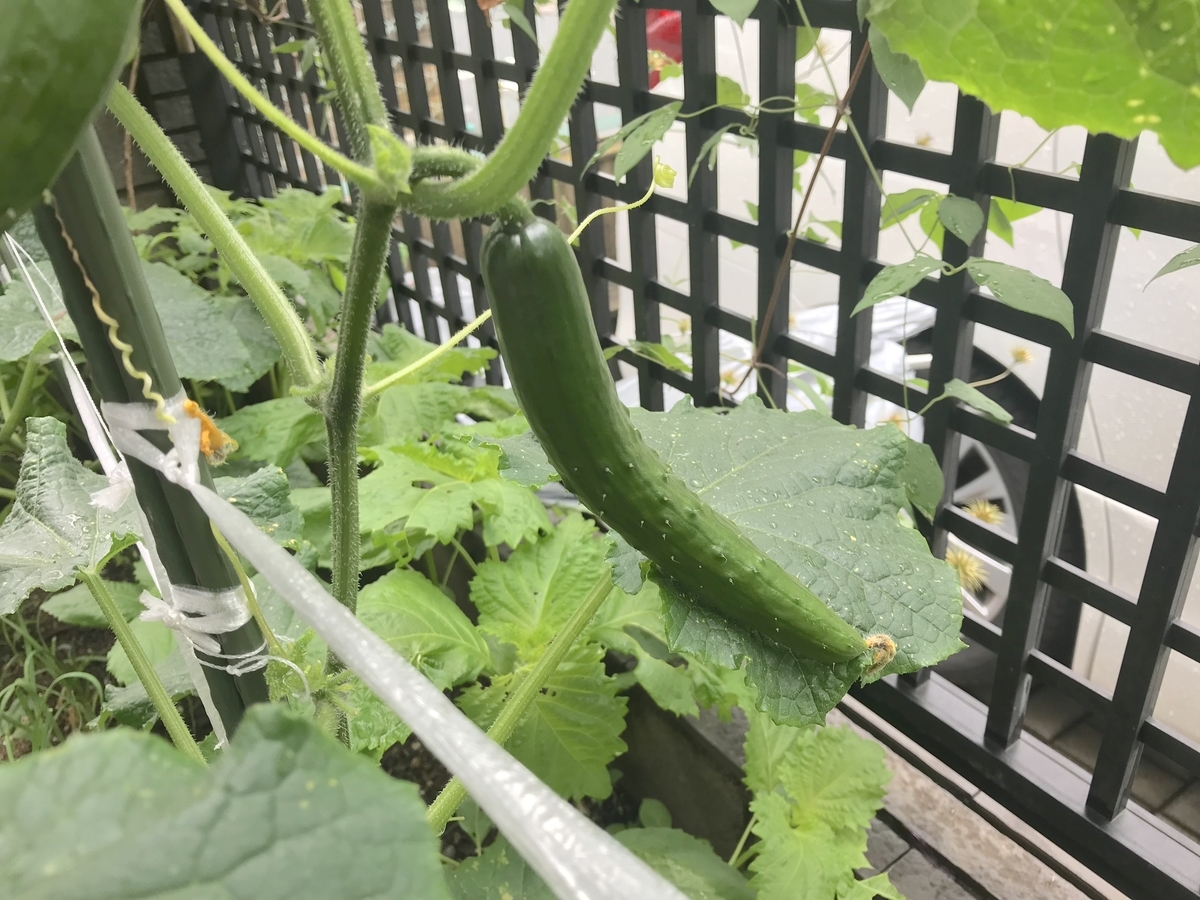 f:id:masatdm1951:20190611071524j:plain