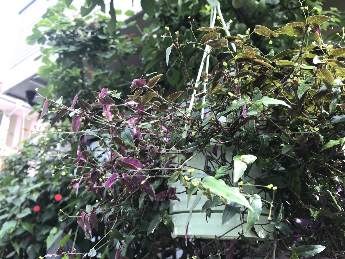 f:id:masatdm1951:20190611073337j:plain