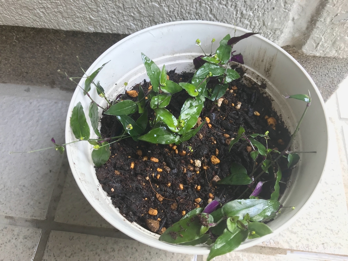 f:id:masatdm1951:20190611082122j:plain