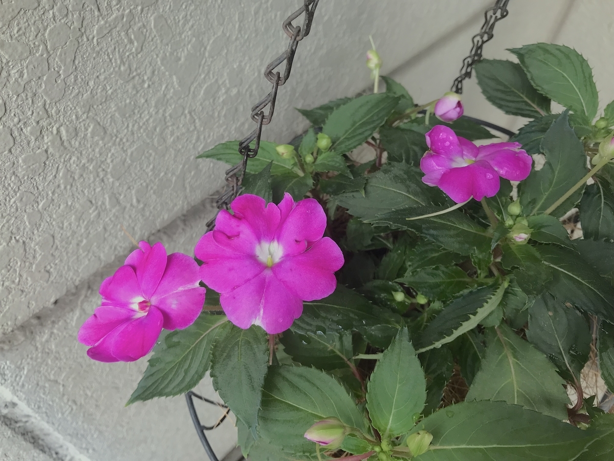 f:id:masatdm1951:20190611082130j:plain