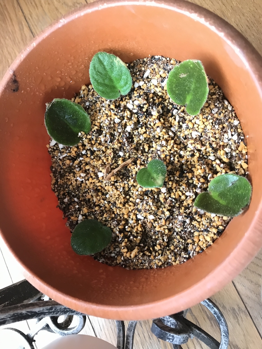 f:id:masatdm1951:20190614135205j:plain f:id:masatdm1951:20190614135205j:plain