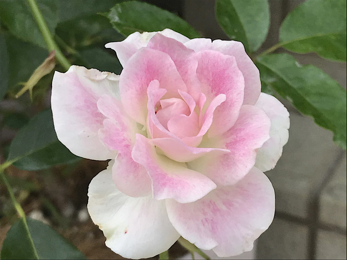 f:id:masatdm1951:20190614143747j:plain