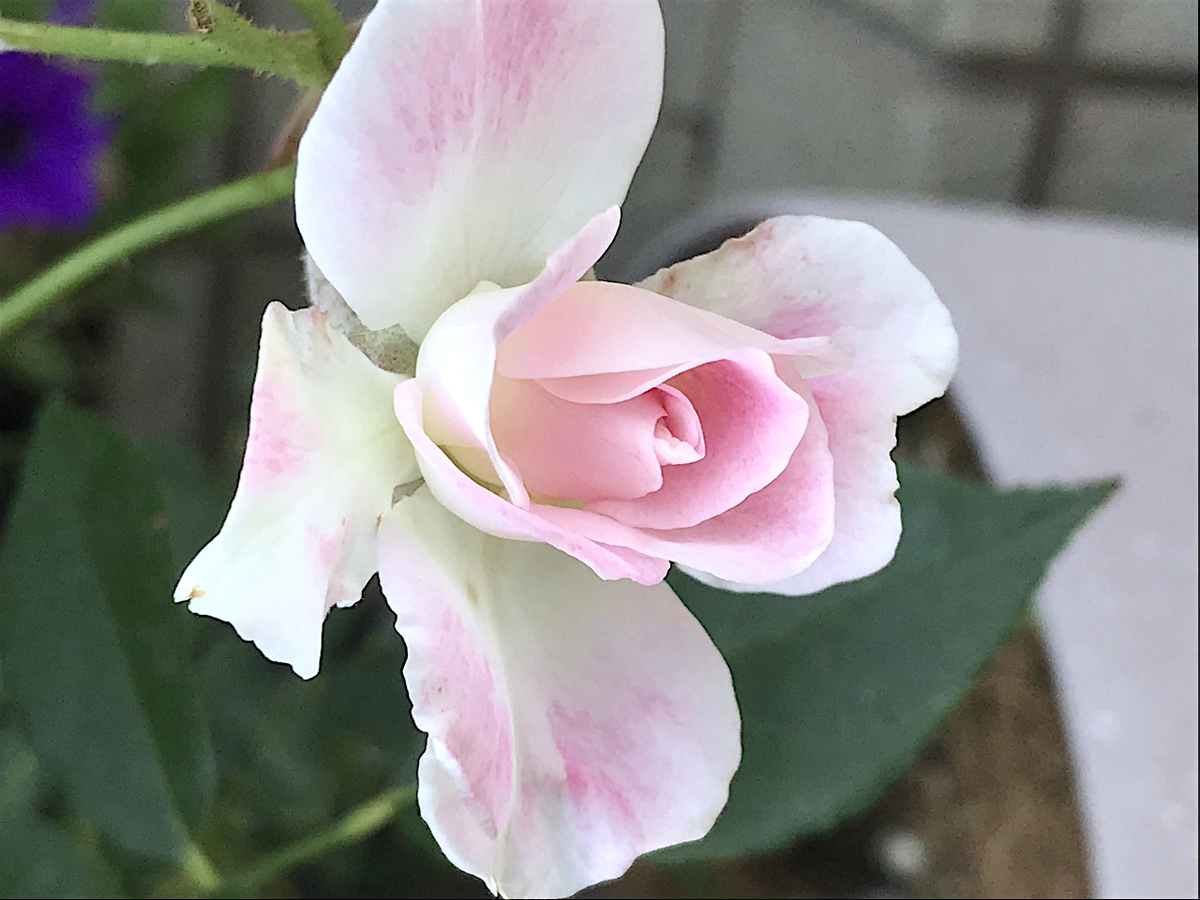 f:id:masatdm1951:20190614143750j:plain