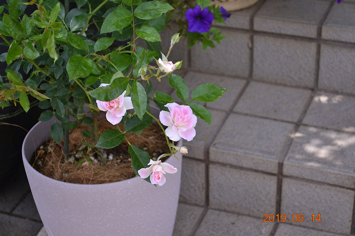 f:id:masatdm1951:20190614143810j:plain