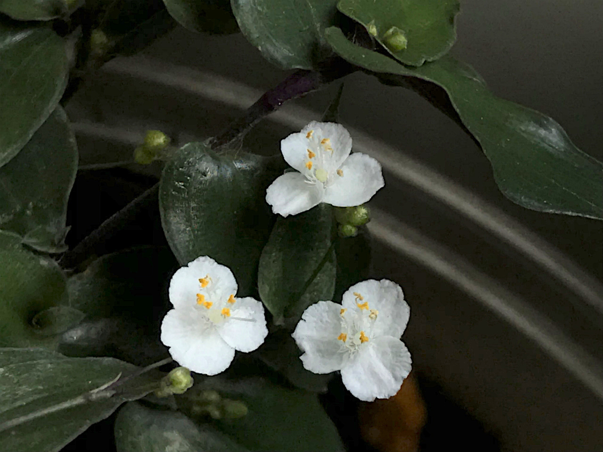 f:id:masatdm1951:20190614143822j:plain