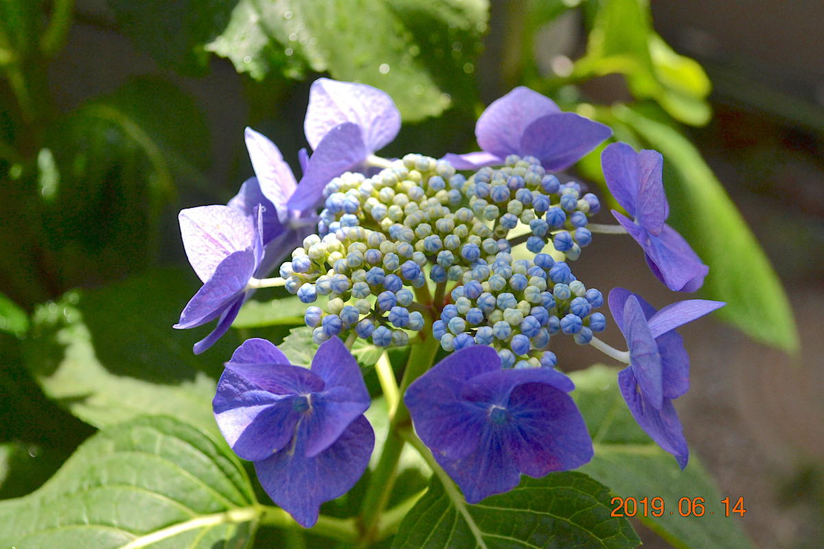 f:id:masatdm1951:20190614143839j:plain