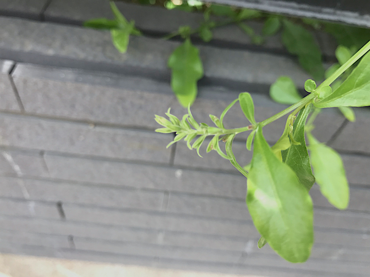 f:id:masatdm1951:20190614143848j:plain