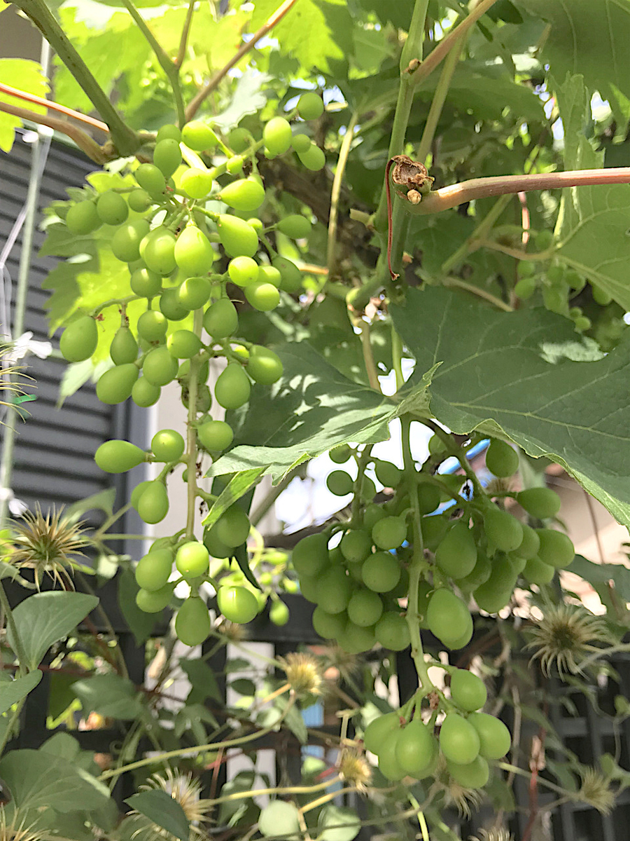 f:id:masatdm1951:20190614143854j:plain