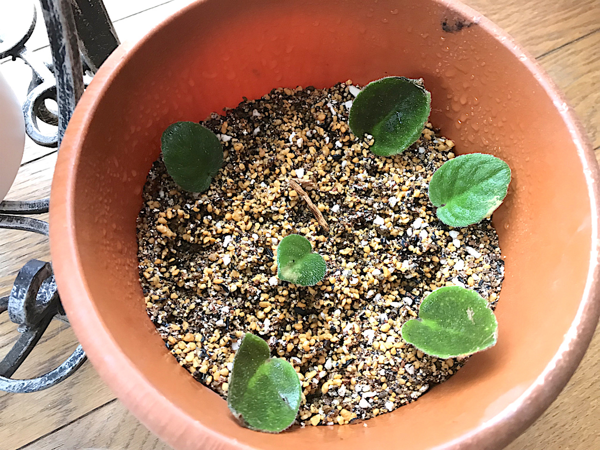 f:id:masatdm1951:20190614143903j:plain