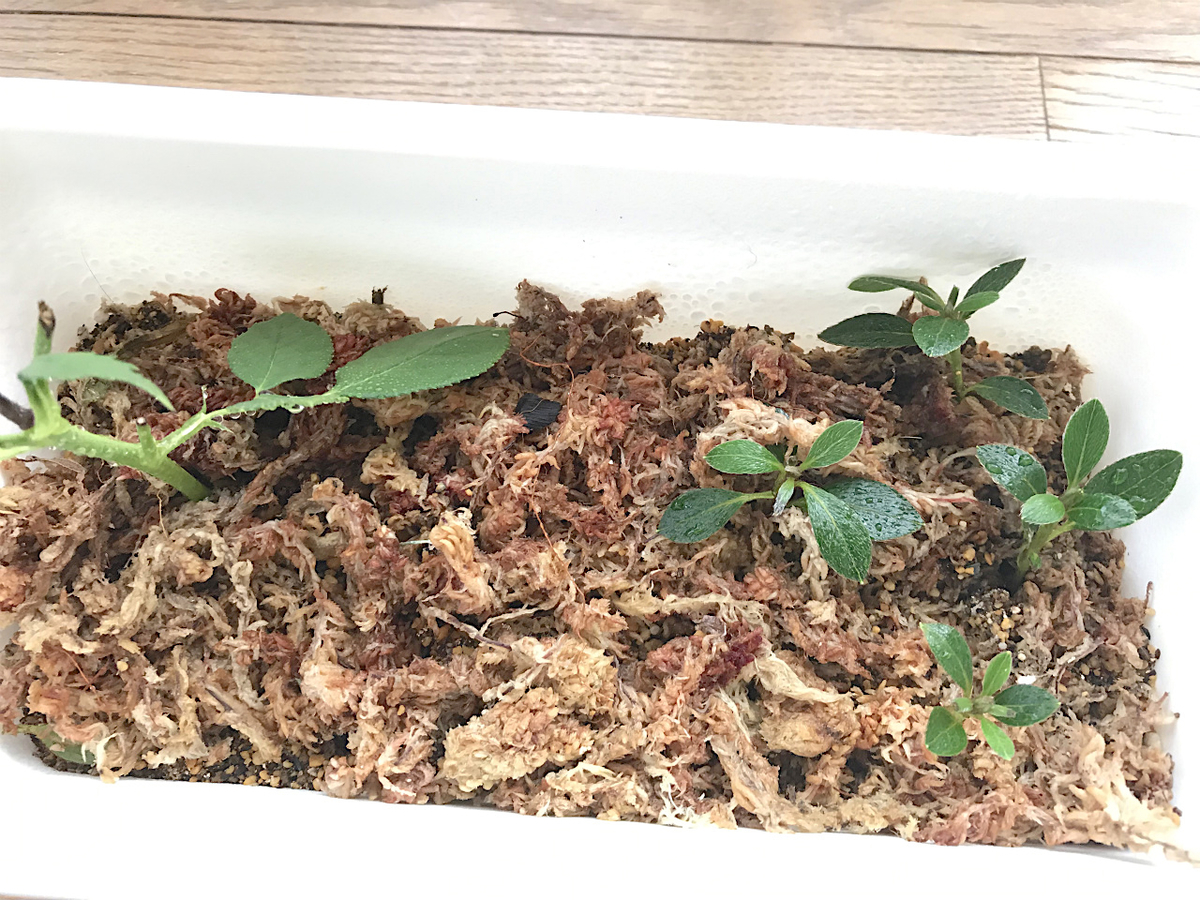 f:id:masatdm1951:20190614143906j:plain