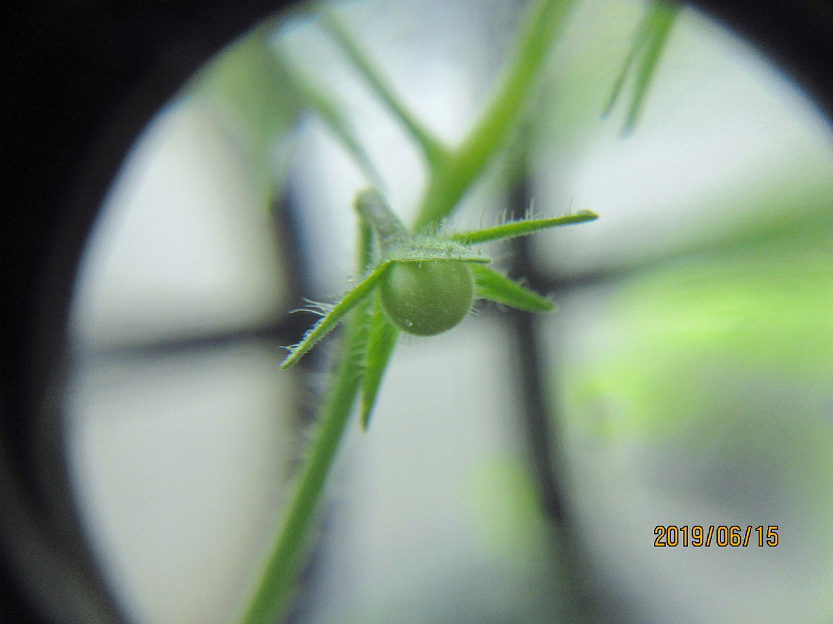 f:id:masatdm1951:20190616122817j:plain f:id:masatdm1951:20190616122817j:plain