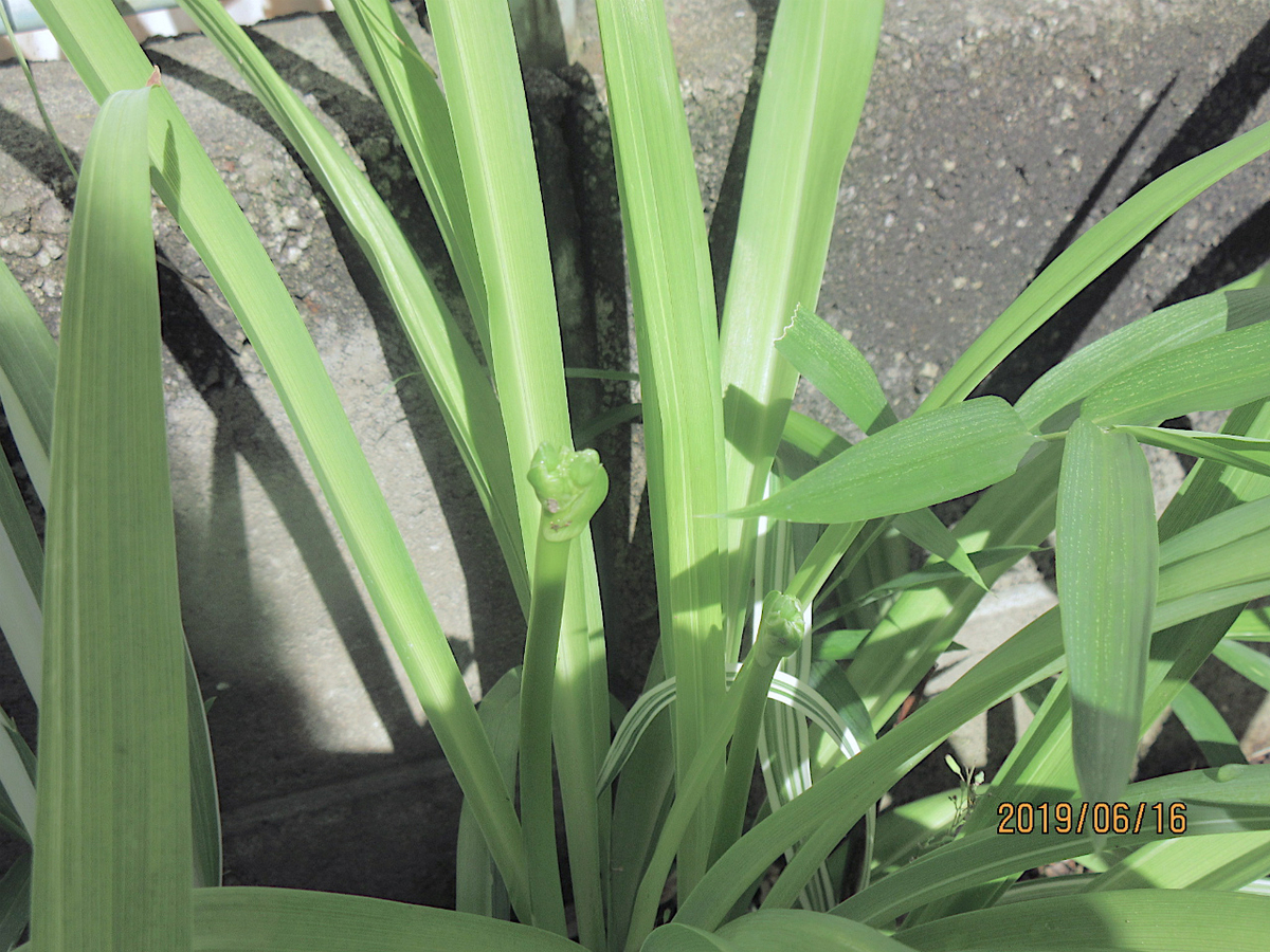 f:id:masatdm1951:20190616124137j:plain f:id:masatdm1951:20190616124137j:plain