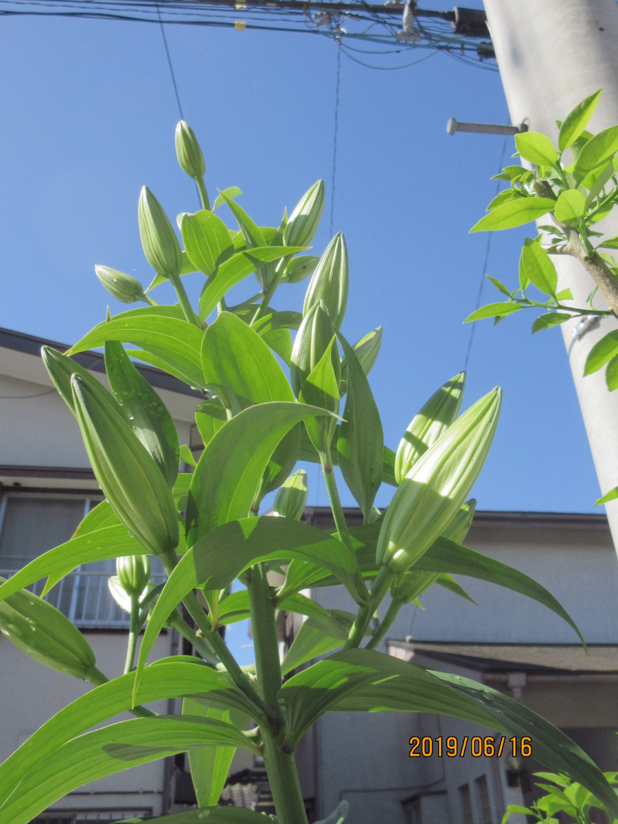 f:id:masatdm1951:20190616124143j:plain f:id:masatdm1951:20190616124143j:plain