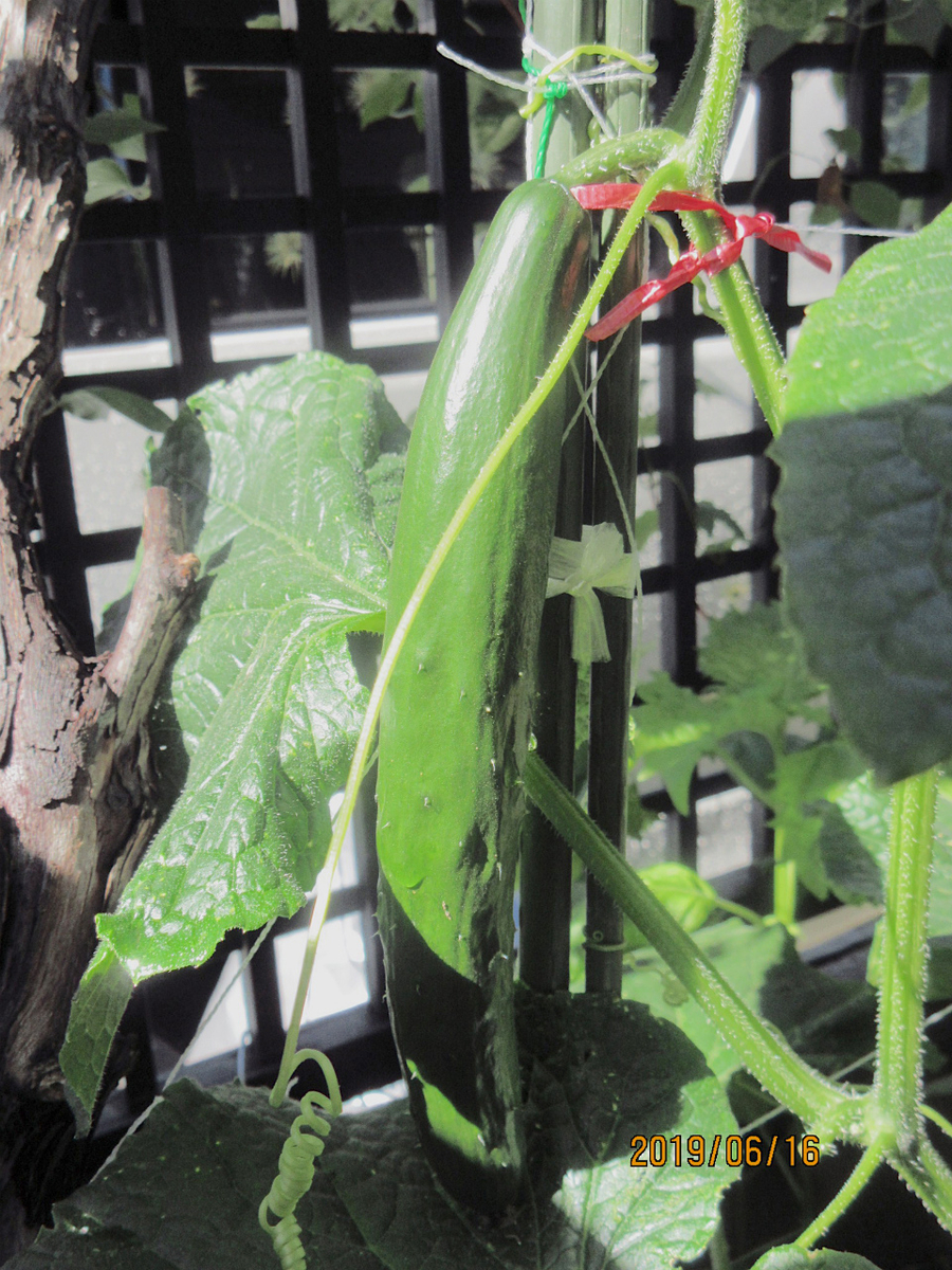 f:id:masatdm1951:20190616124158j:plain f:id:masatdm1951:20190616124158j:plain