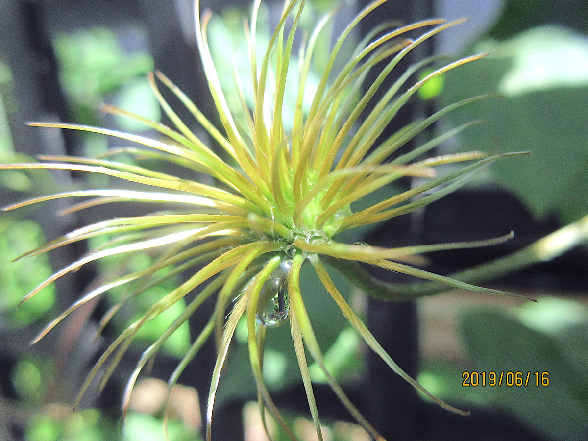 f:id:masatdm1951:20190616124244j:plain f:id:masatdm1951:20190616124244j:plain