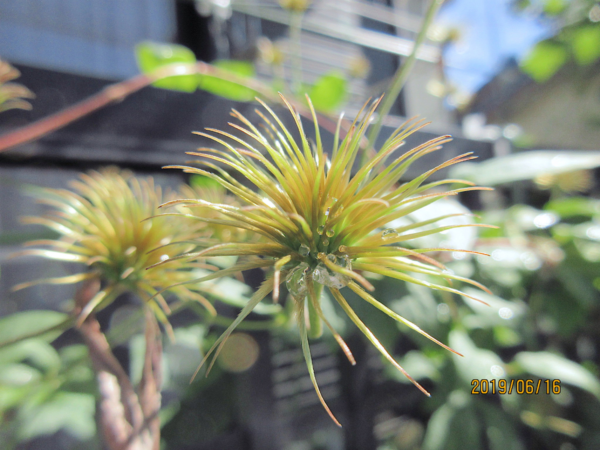 f:id:masatdm1951:20190616124253j:plain f:id:masatdm1951:20190616124253j:plain