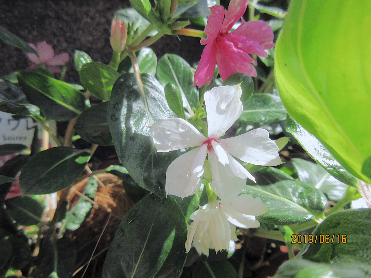 f:id:masatdm1951:20190616124301j:plain f:id:masatdm1951:20190616124301j:plain