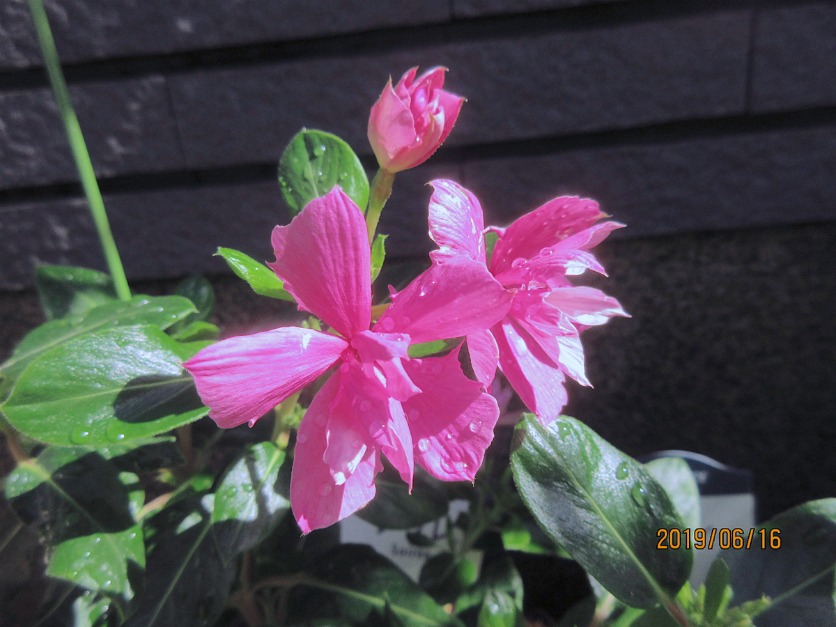 f:id:masatdm1951:20190616124304j:plain f:id:masatdm1951:20190616124304j:plain