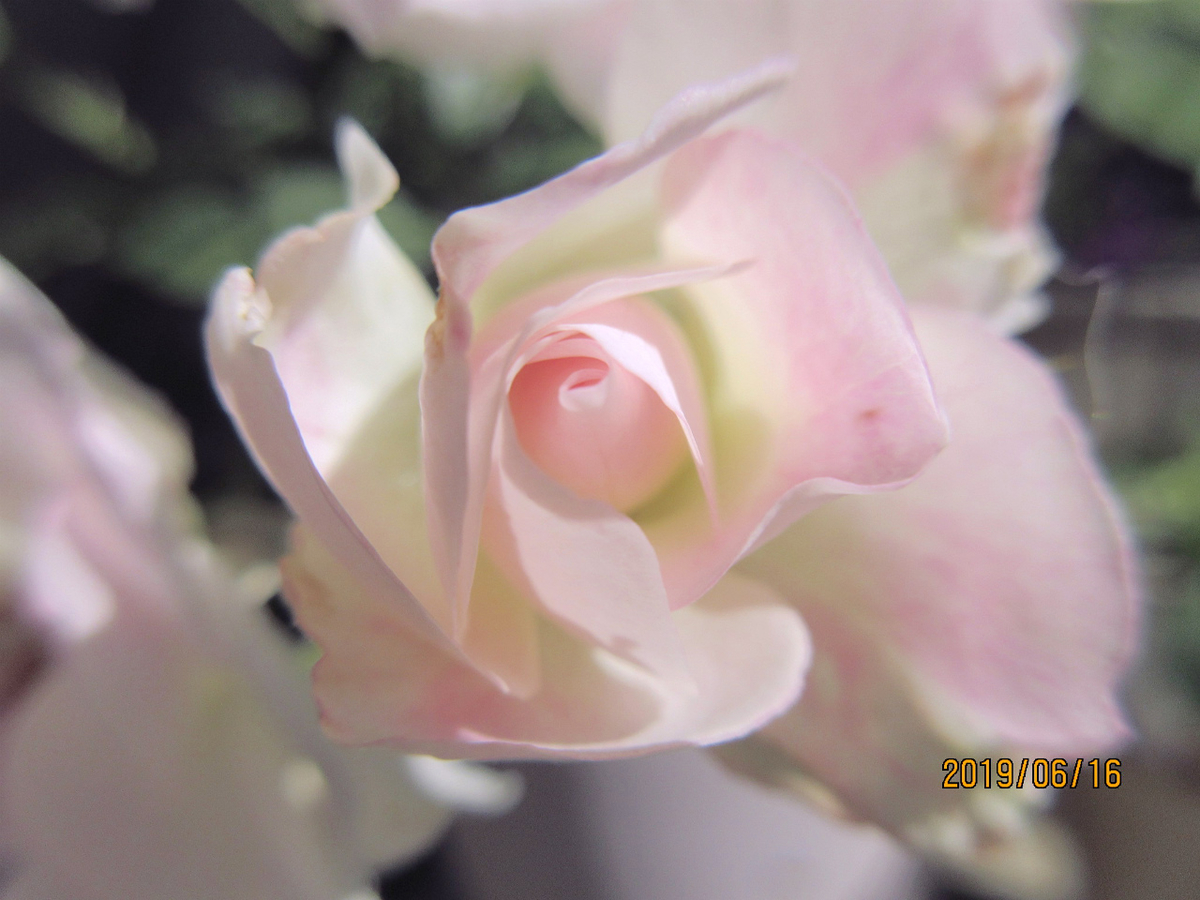 f:id:masatdm1951:20190616124344j:plain f:id:masatdm1951:20190616124344j:plain