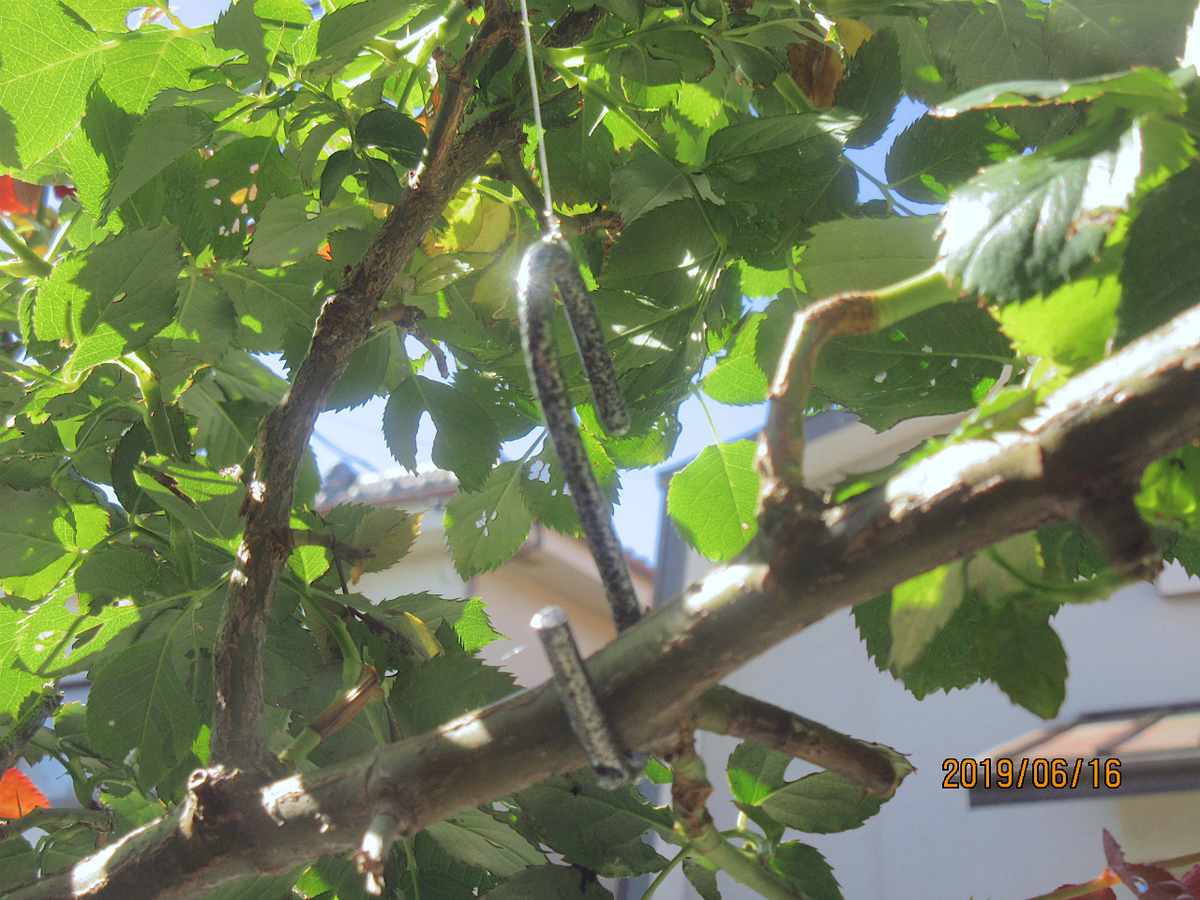 f:id:masatdm1951:20190616124402j:plain f:id:masatdm1951:20190616124402j:plain