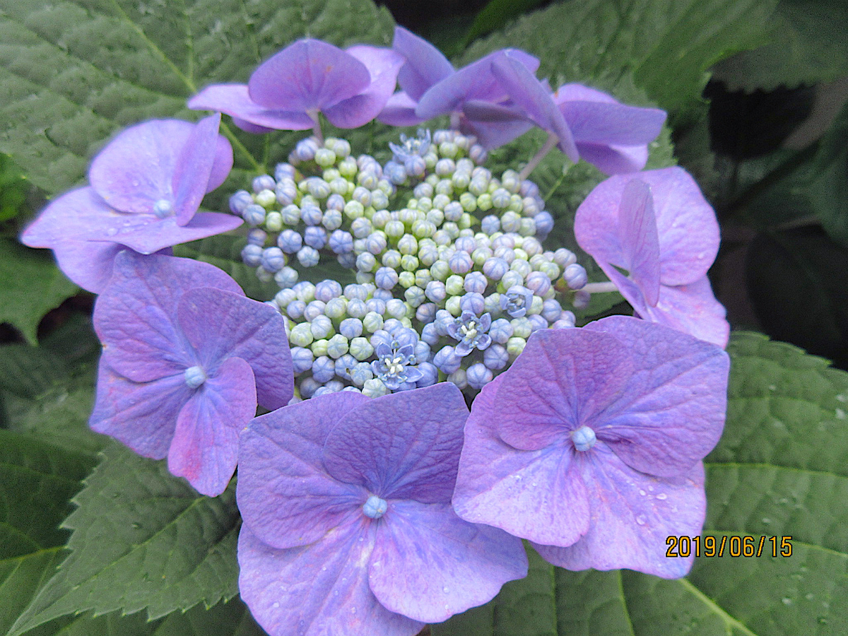 f:id:masatdm1951:20190616124414j:plain f:id:masatdm1951:20190616124414j:plain