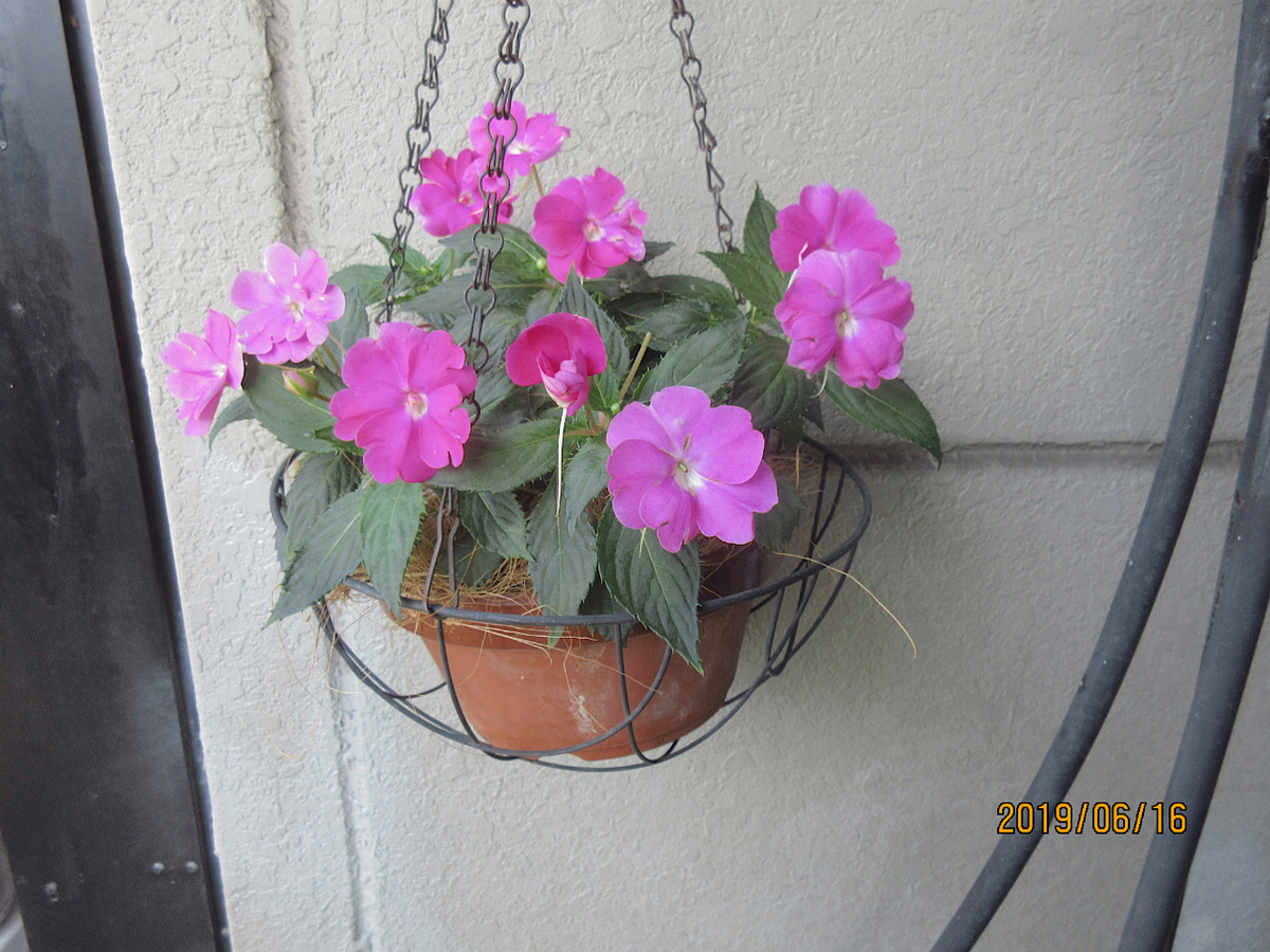 f:id:masatdm1951:20190616124441j:plain f:id:masatdm1951:20190616124441j:plain