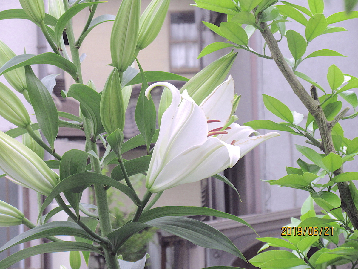 f:id:masatdm1951:20190621065609j:plain f:id:masatdm1951:20190621065609j:plain