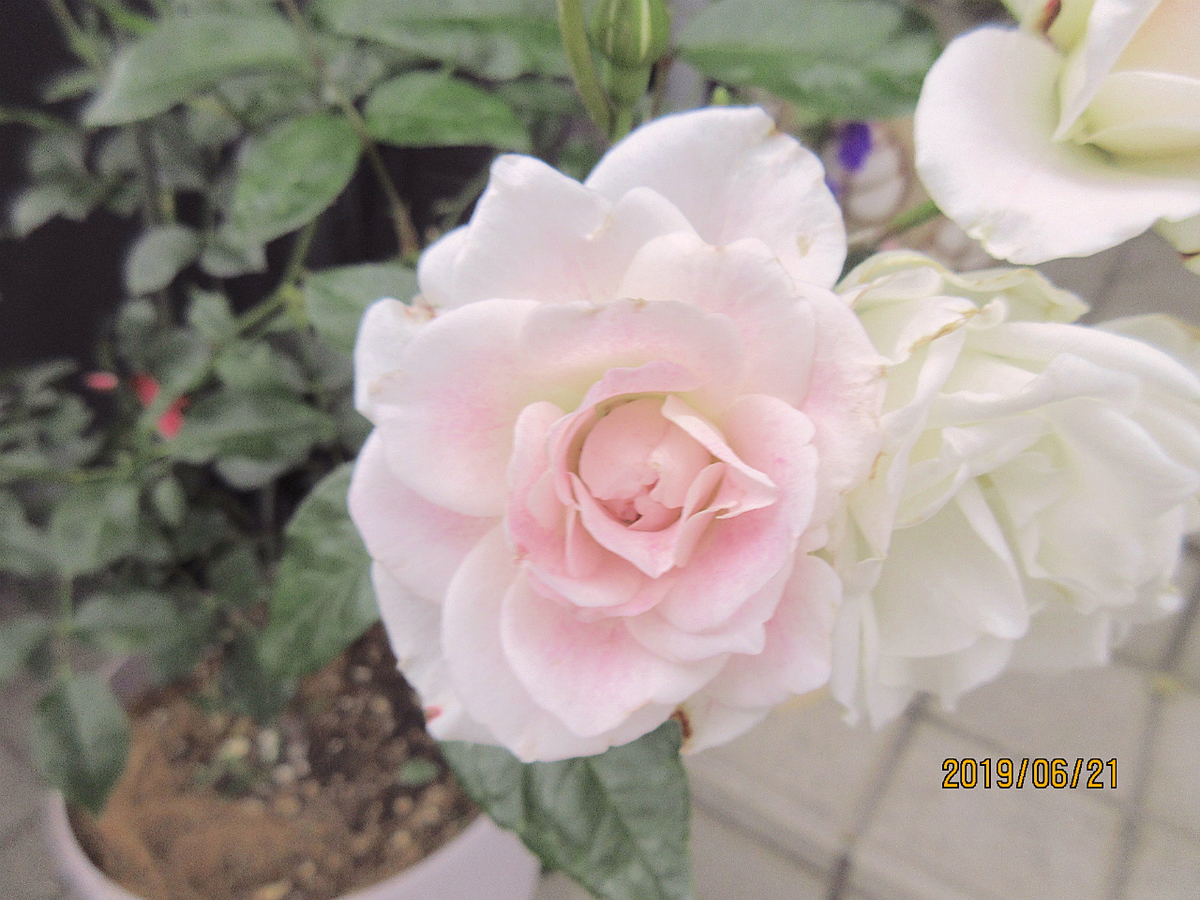 f:id:masatdm1951:20190621081102j:plain f:id:masatdm1951:20190621081102j:plain