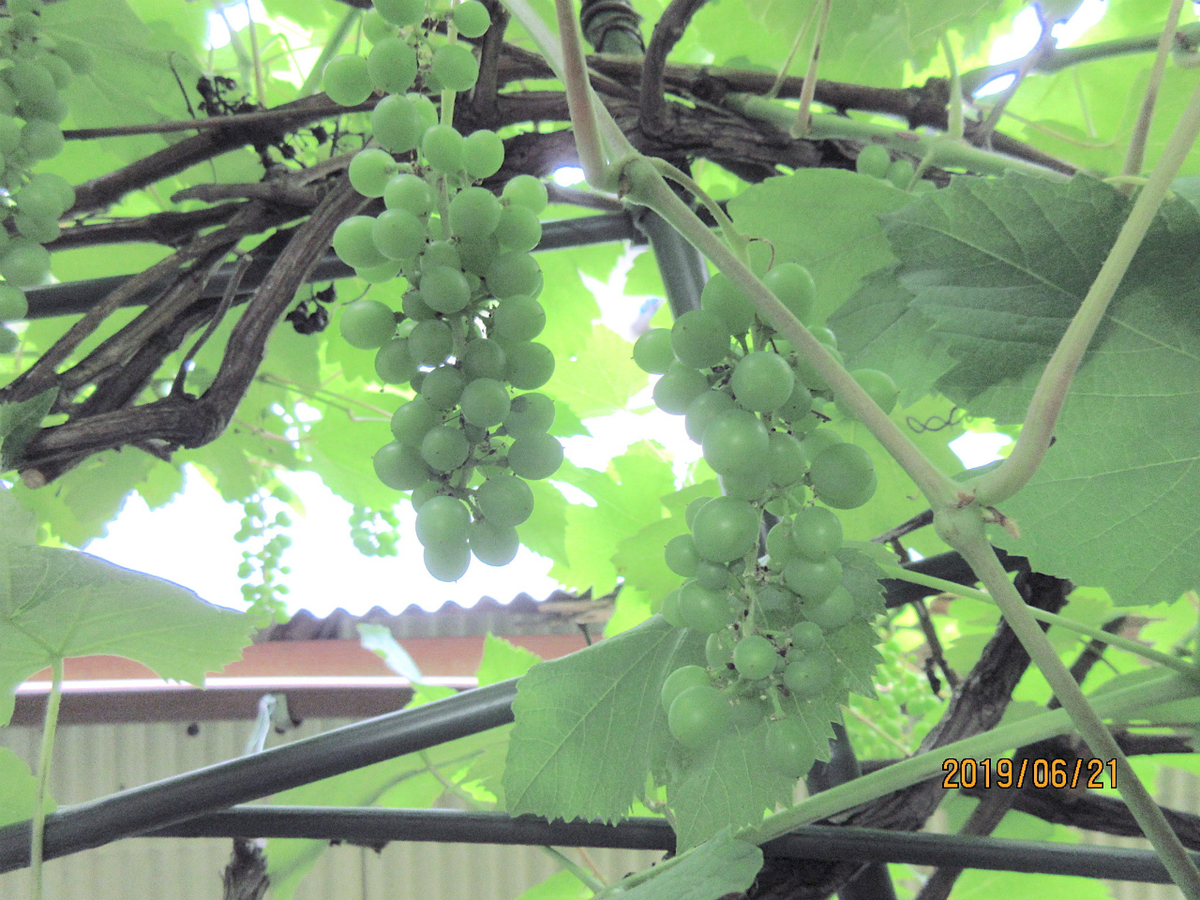 f:id:masatdm1951:20190621081340j:plain f:id:masatdm1951:20190621081340j:plain