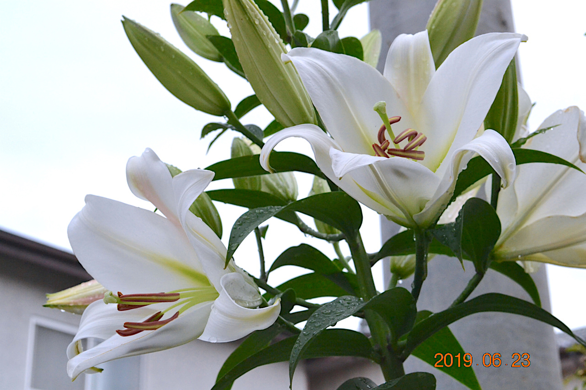 f:id:masatdm1951:20190623080649j:plain f:id:masatdm1951:20190623080649j:plain