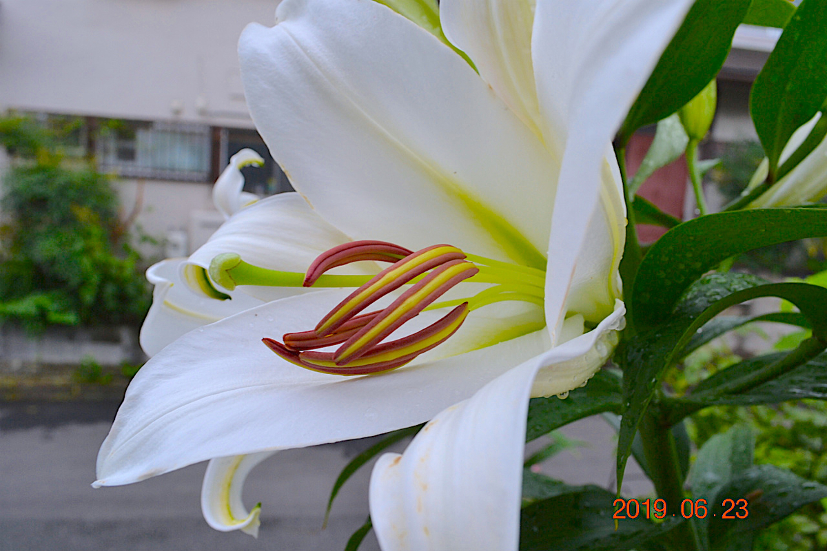 f:id:masatdm1951:20190623080654j:plain f:id:masatdm1951:20190623080654j:plain