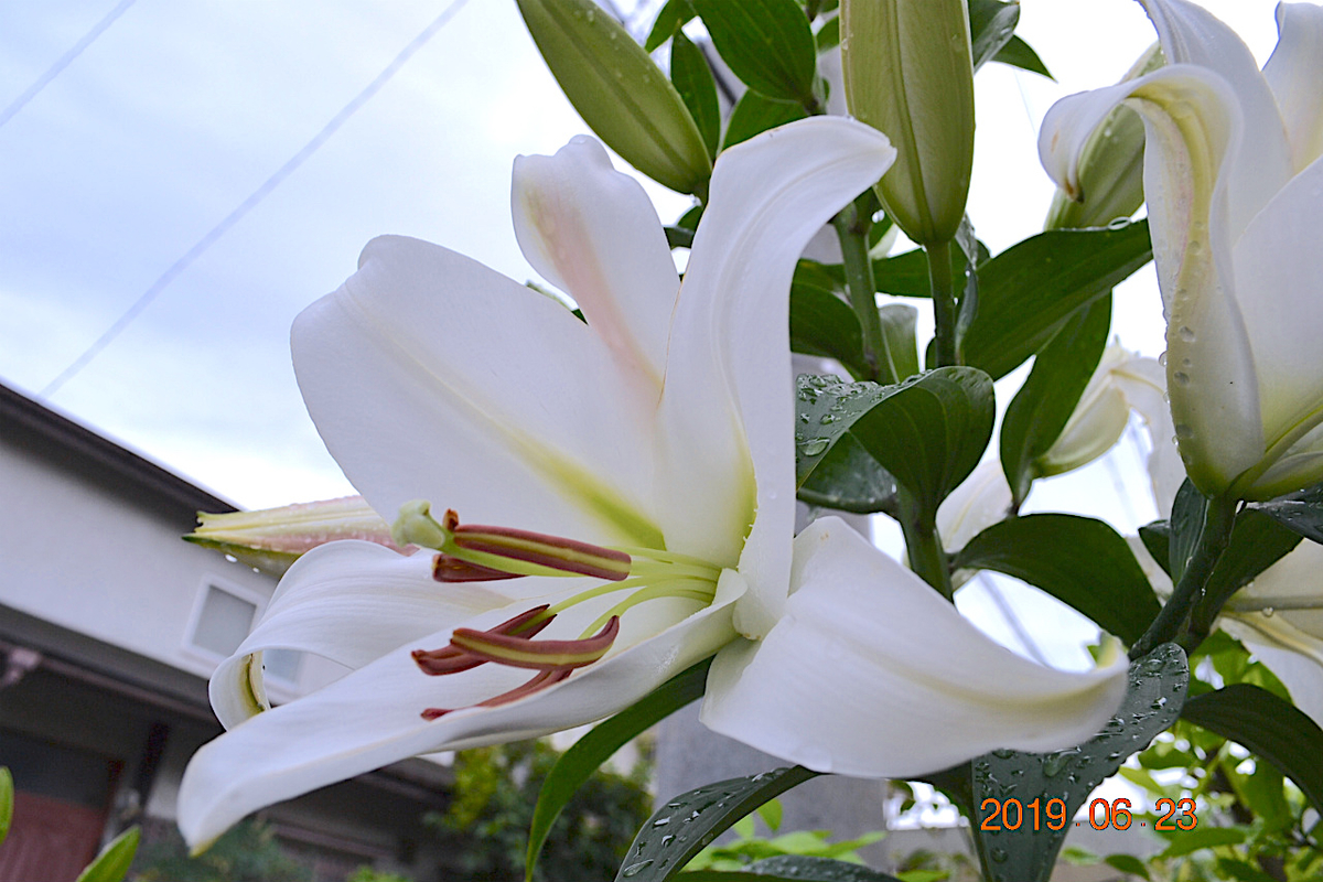 f:id:masatdm1951:20190623080658j:plain f:id:masatdm1951:20190623080658j:plain