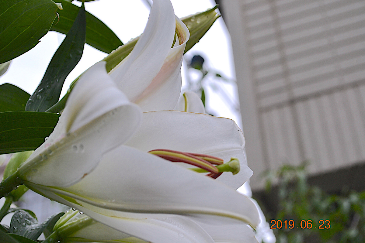 f:id:masatdm1951:20190623080732j:plain f:id:masatdm1951:20190623080732j:plain