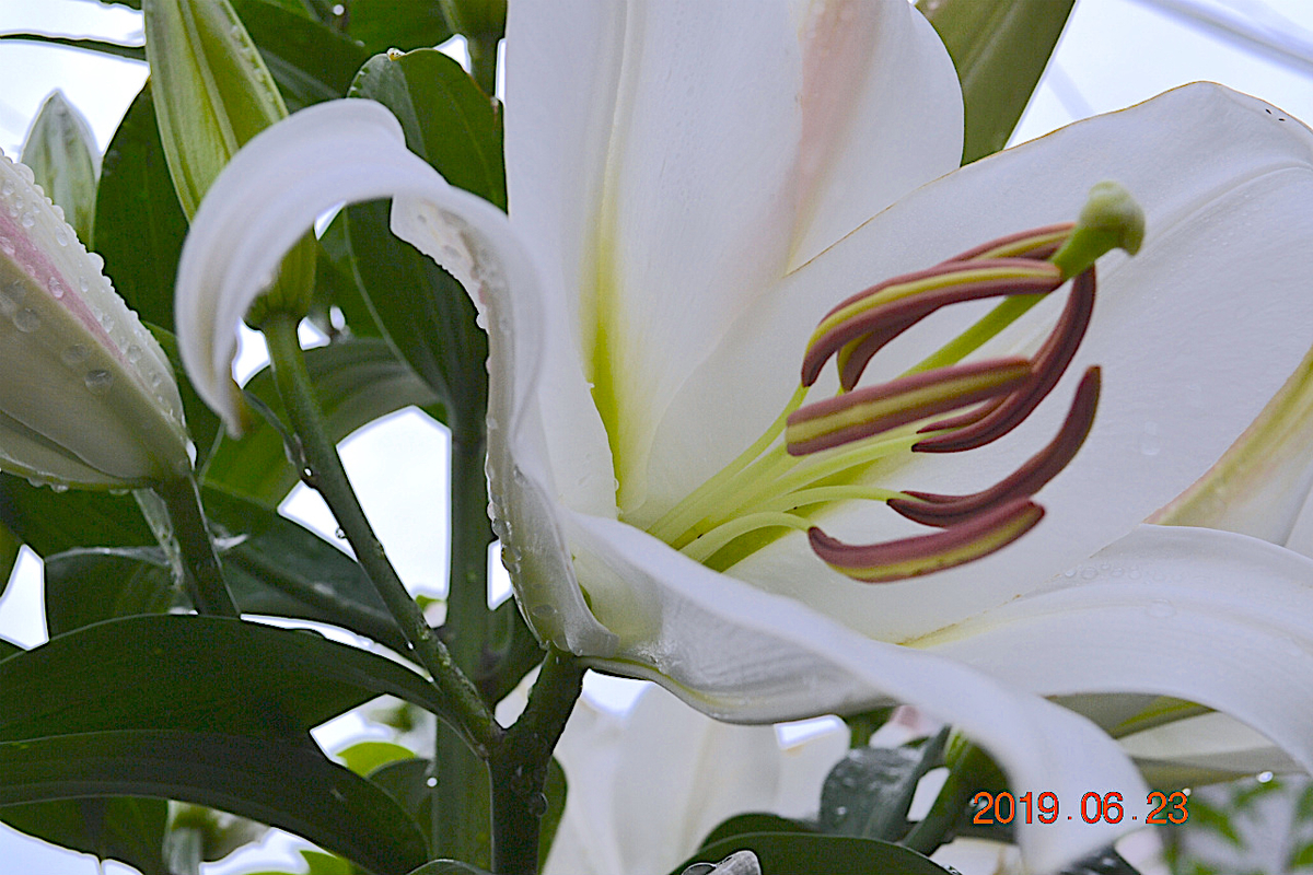 f:id:masatdm1951:20190623080737j:plain f:id:masatdm1951:20190623080737j:plain