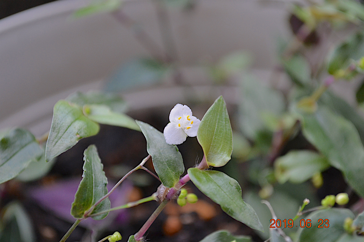 f:id:masatdm1951:20190623080755j:plain f:id:masatdm1951:20190623080755j:plain