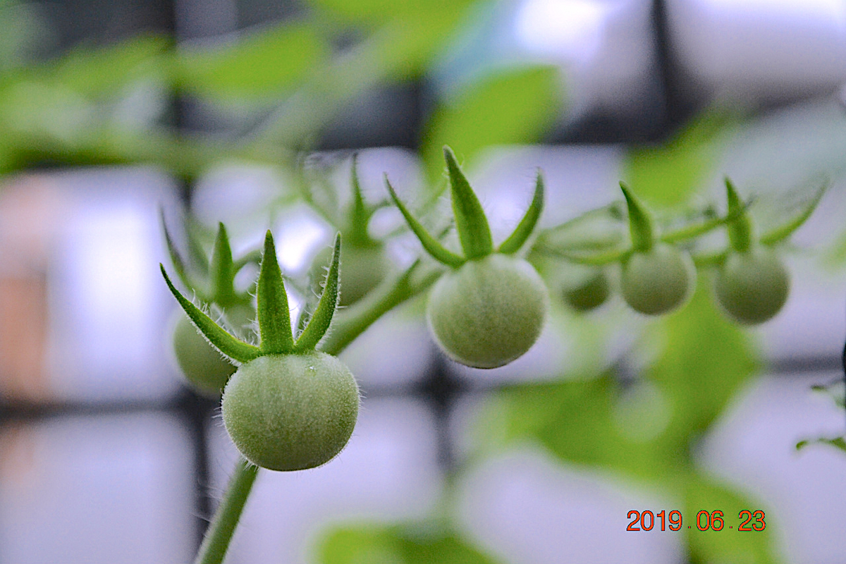 f:id:masatdm1951:20190623080808j:plain f:id:masatdm1951:20190623080808j:plain