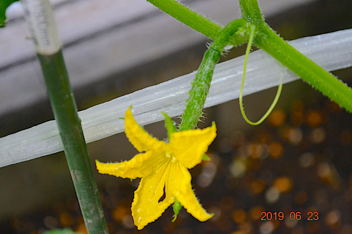 f:id:masatdm1951:20190623080813j:plain f:id:masatdm1951:20190623080813j:plain