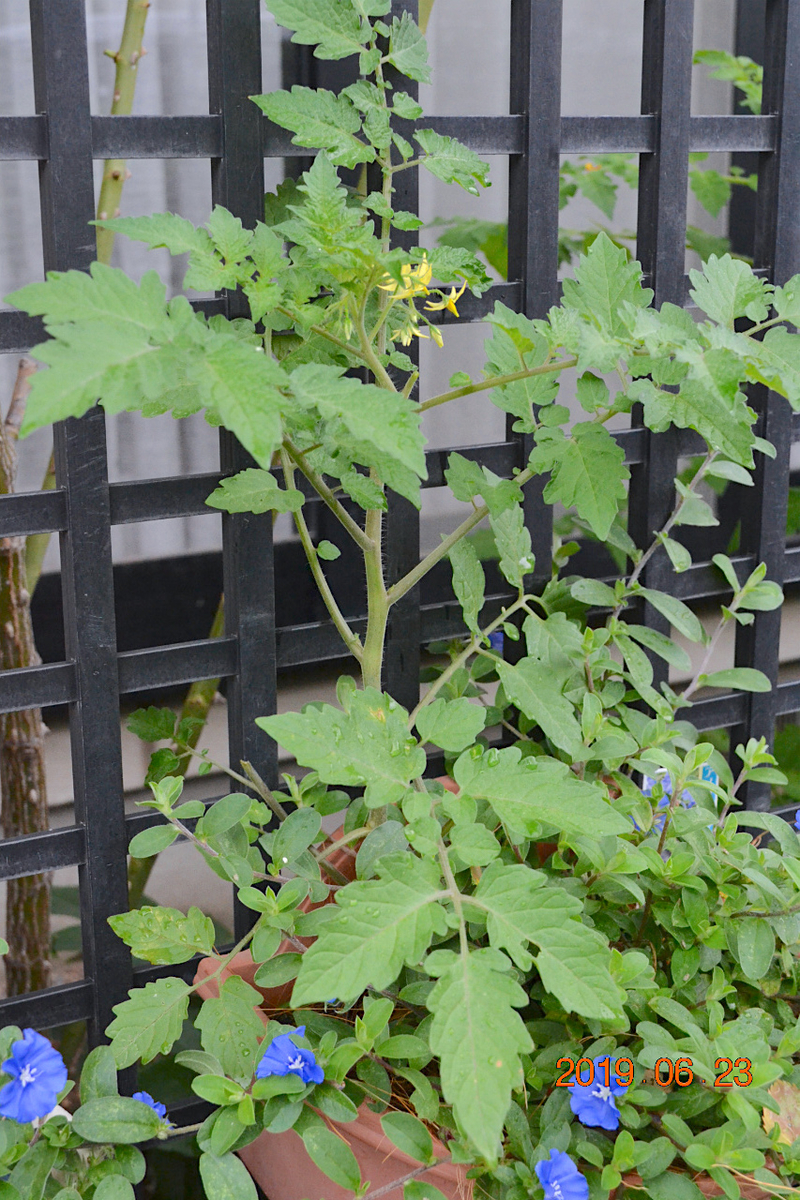 f:id:masatdm1951:20190623080844j:plain f:id:masatdm1951:20190623080844j:plain